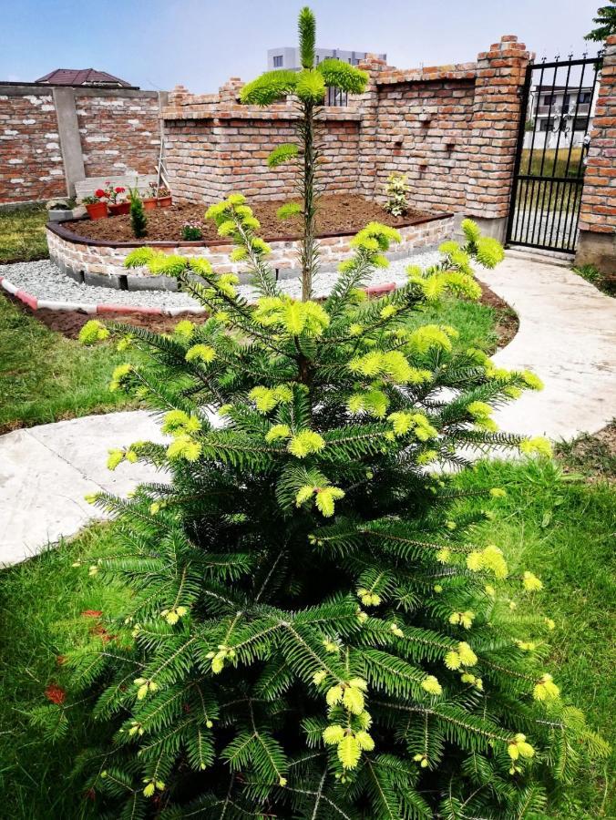 Casa Alba Hotel Năvodari Eksteriør billede
